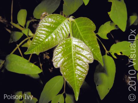 This image displays the grouping of three leaves with irregular edges typical of poison ivy.