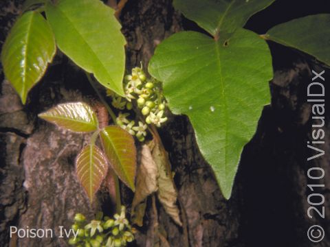 This image displays poison ivy, which is identifiable by the grouping of three leaves. Also note: Berries carry the allergen as well.