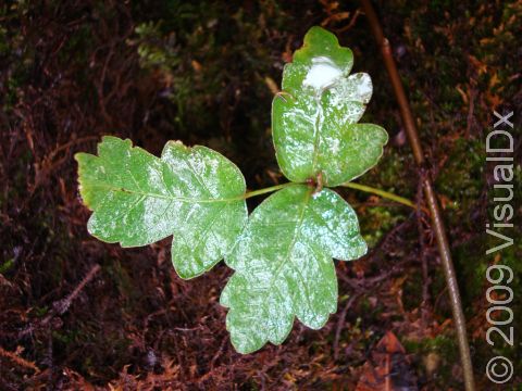 This image displays the poison oak plant, which, like poison ivy, has 3 leaves. Unlike poison ivy, however, the poison oak plant typically looks more like a shrub and has leaves that resemble an oak tree's leaves.