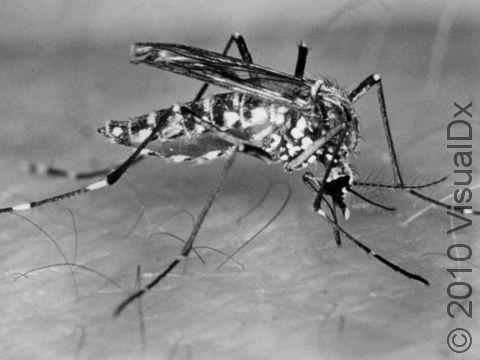 A close-up of the Aedes aegypti mosquito, a day-biting mosquito that prefers to feed on humans. The Aedes aegypti mosquito is the organism that transmits dengue fever virus.