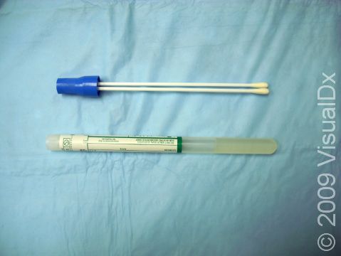 This instrument, similar to a typical cotton swab, is used for obtaining a bacterial culture.