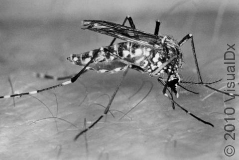 A number of different mosquitos transmit the yellow fever virus to humans. This is a picture of the Aedes aegypti mosquito, a day-biting mosquito that transmits yellow fever in Africa.